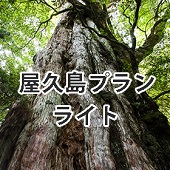 屋久島セットライト（レディース）