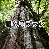 屋久島セット（レディース）